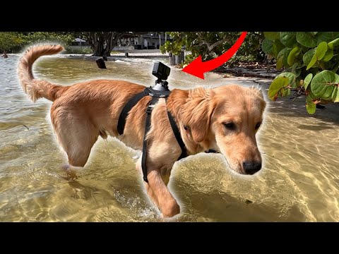 I put a GoPro on my Puppy Day in the Life of a Dog