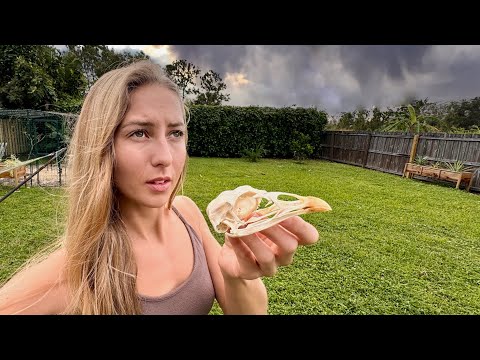 Home Hurricane Prep Bird Skull Taxidermy