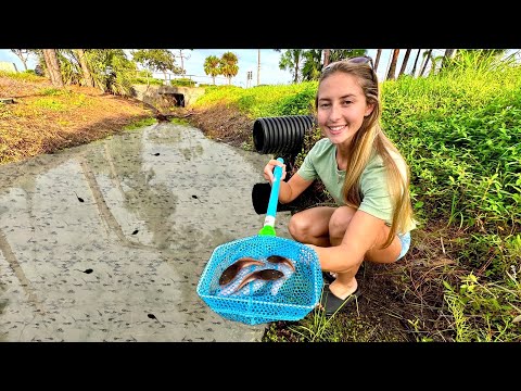 Catching Tadpoles in My Backyard After Hurricane Milton
