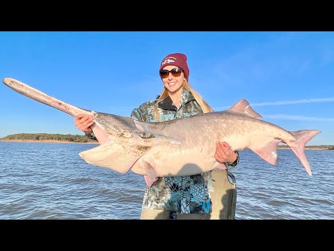 How to Catch Paddle Fish in Oklahoma Spoon Bill Catch Clean