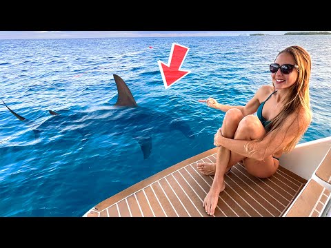 Don t Fall in the Water BIG Sharks Circling the Boat