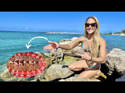 Eating these WEIRD Mollusks that live on rocks Catch Clean