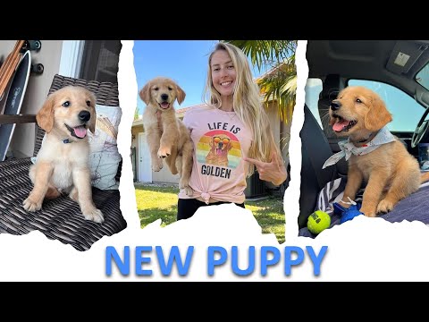 Picking Up My DREAM PUPPY Golden Retriever First 24 hours