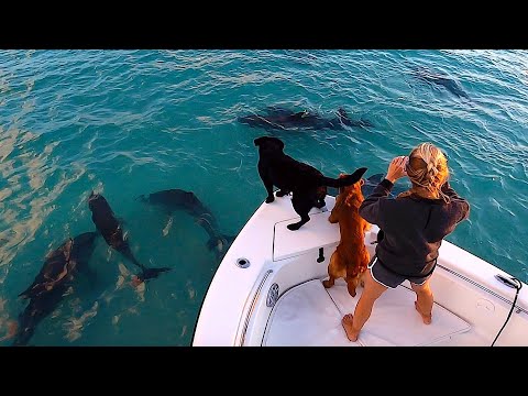 Unbelievable Footage