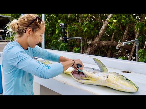 Can t Believe What I Found INSIDE this HUGE Mahi Mahi BELLY