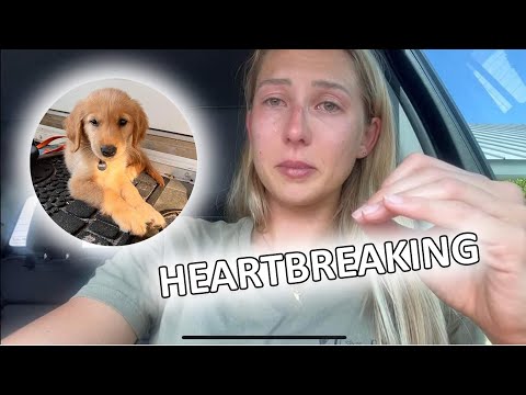 I Have Bad News UPDATE on Puppy Travel Vlog to Key West