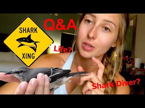 Saving Injured Bird Q A Shark bite Life