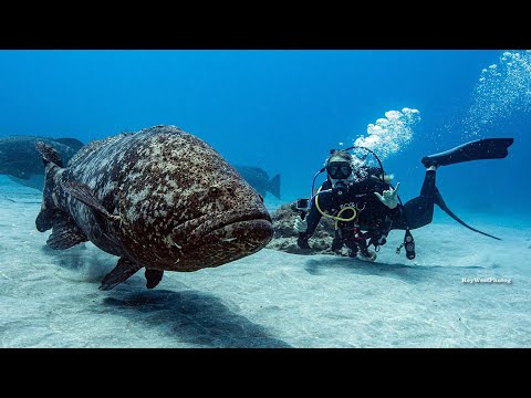 Goliath Grouper SPAWN Off Florida SCUBA DIVE