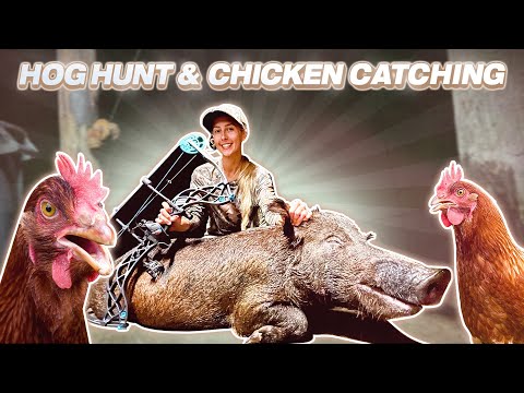 Bow Hunting BIGGEST Sow Hog Hand Catching a Wild CHICKEN