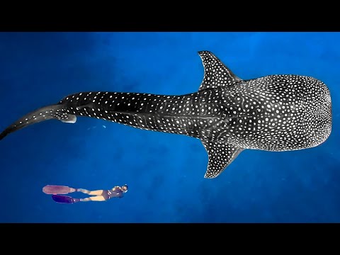 Swimming with the WORLDS Largest Shark and Freediving