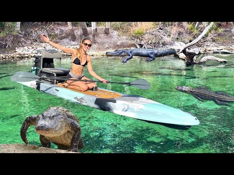 Kayaking Through Alligator Infested Waters Blue Springs