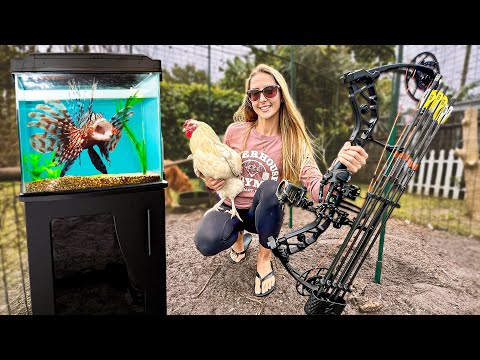 Archery Practice with My Pet Chicken Fish Tank Updates