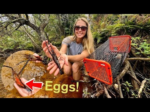 Trapping PRAWNS in Clear Water CREEK With a Surprise Catch