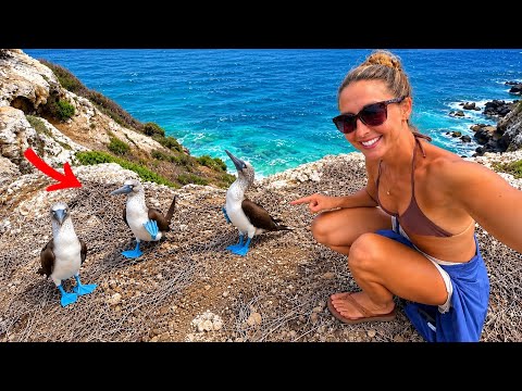 Exploring Ecuador s Hidden Island Finding The Blue Footed