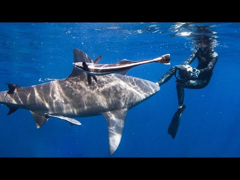 I SHARK DIVE for a LIVING
