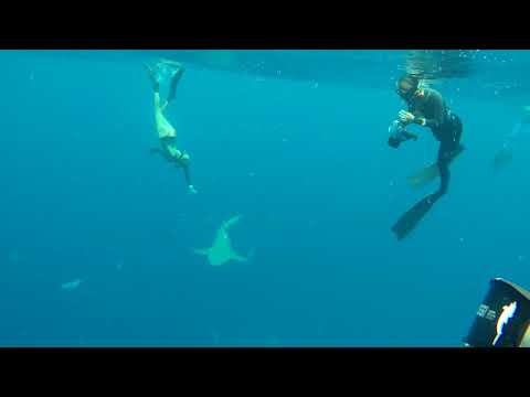 SHARK DIVING with Gatorboy Chris