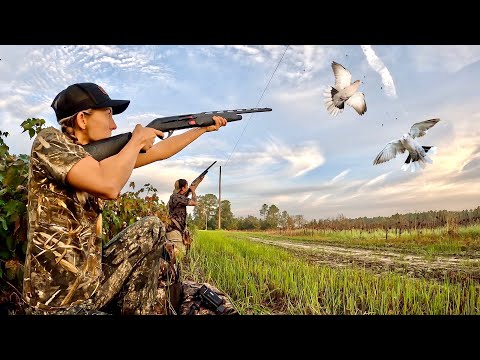 How to Shoot Clean Cook Wild Dove Bird