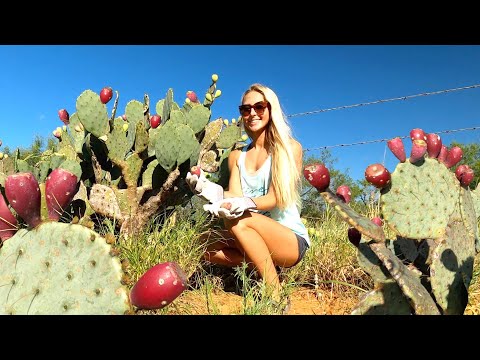 Cooking CACTUS Eating the Prickly Pear