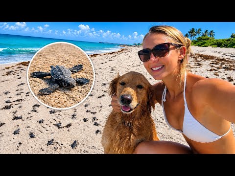 Surprise Sea Turtle Hatchlings Day in the Life with Finley