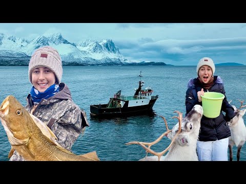 Arctic Sea Cod Fishing Reindeer Stew Things to do in Norway