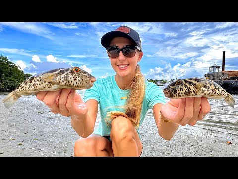 How to Catch Clean and Cook Checkered Toxic Pufferfish
