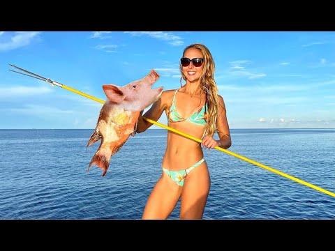 SPEARING PigFish Ive been hunting this fish for years