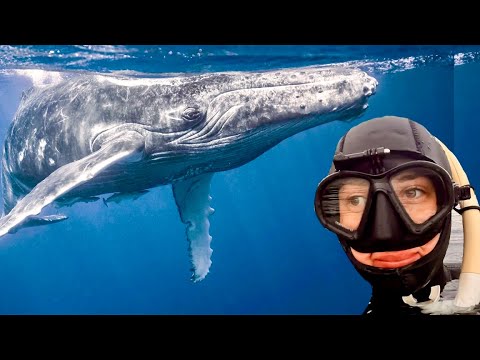 Swimming with Orcas in Norway Once in Lifetime Experience