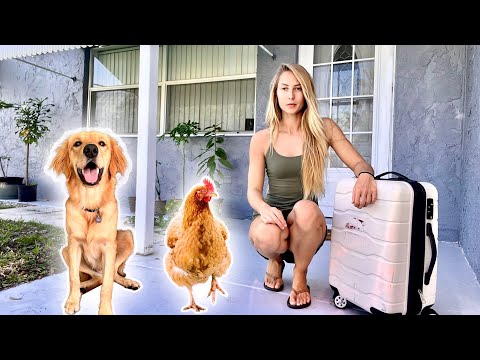 Just a Dog a Chicken and Me