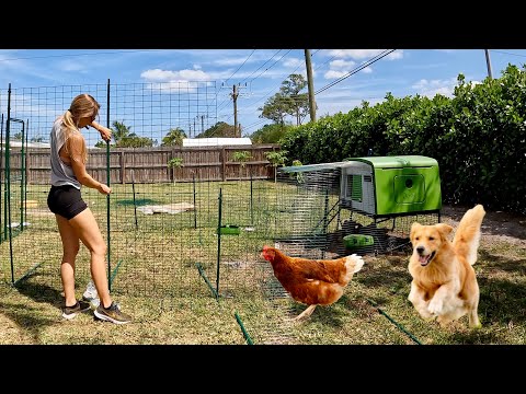 Building a Chicken House in my Backyard VLOG Plus Cobia