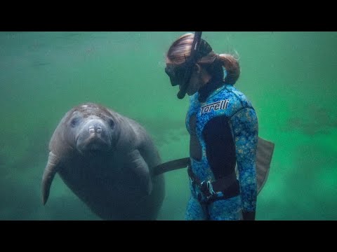 Diving With SEA COWS In Weeki Wachee Springs Florida