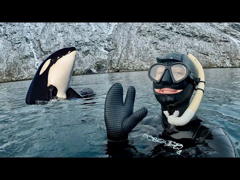I Swam with Wild Killer Whales in Norway Orcas