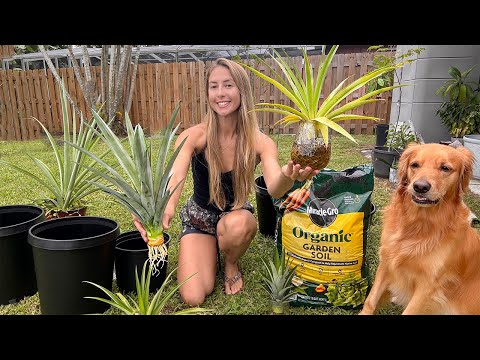 Back Yard Pineapple Plants My Chickens Luffa Vines Vlog