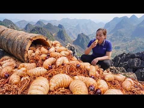 Harvesting Thousands Of Giant Coconut Palm Weevil Larvae