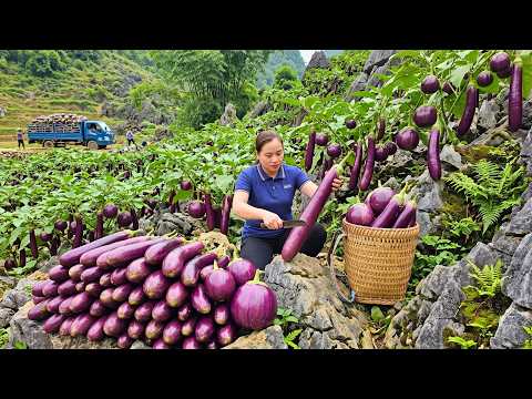 Harvesting Fresh Eggplants From The Garden And Selling Them