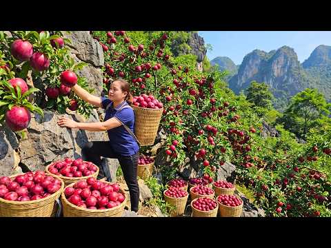 Harvesting Hundreds Of Tons Of Ripe Plums Trucks Loaded