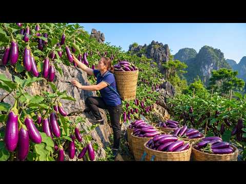 Harvesting 500kg Of Giant Eggplants And Selling Them At A