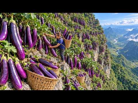 Harvesting Thousands of Giant Eggplants Transporting Them