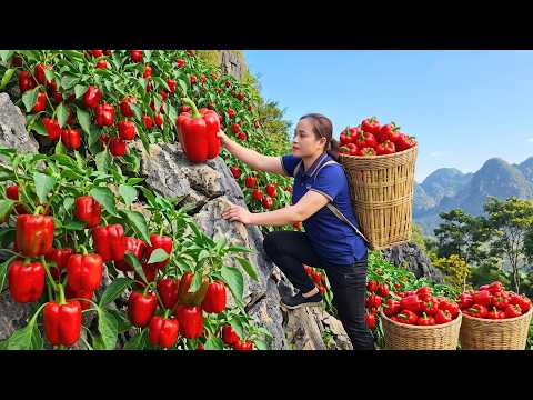 Harvesting Giant Bell Peppers Thousands Of Bell Peppers
