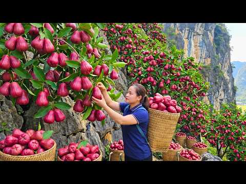 Harvesting Large Quantities Of Rose Apples Bringing Fresh