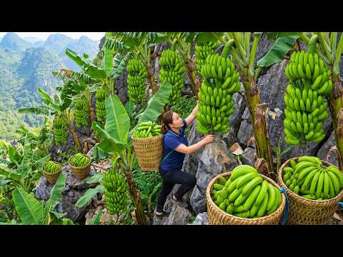 Harvesting 500kg Of Ripe Tropical Green Bananas And