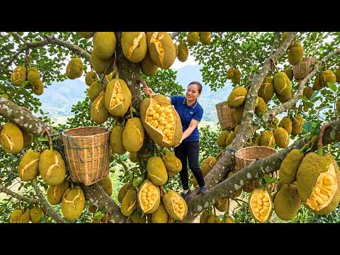 Harvesting Lots Of Giant Jackfruits A Three Wheeled Truck