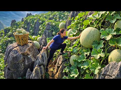 Harvesting Giant Cantaloupes Thousands Of Fresh Cantaloupes