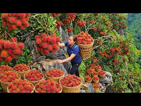 Harvesting Large Quantities Of Fresh Rambutans And Selling