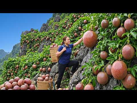 Harvesting Large Quantities Of Passion Fruits Bringing