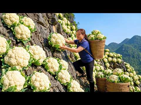 Harvesting 2000 Fresh Cauliflowers And Selling Them At A
