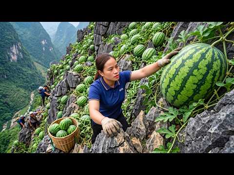 Harvesting 2000 Fresh Watermelons And Selling Them At A