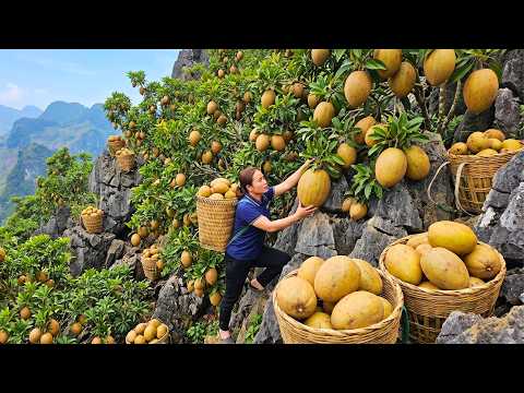Harvesting 500kg Of Fresh Sapodilla And Transporting It To