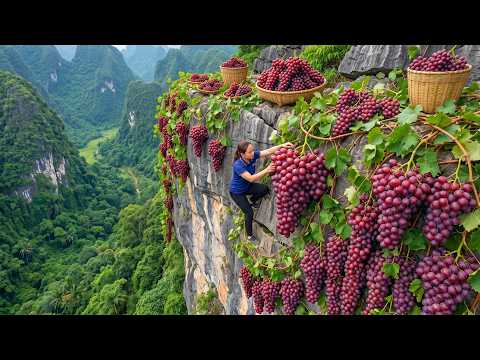Harvesting Tons Of Fresh Grapes And Taking Them To The