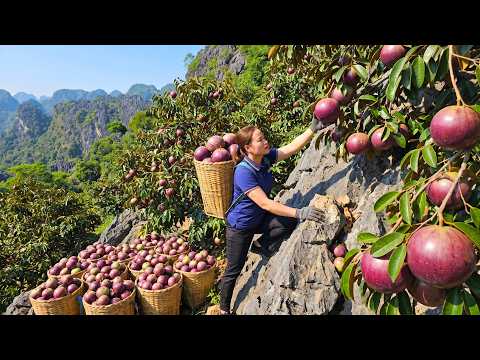 Harvesting Lots Of Star Apples A Three Wheeled Truck