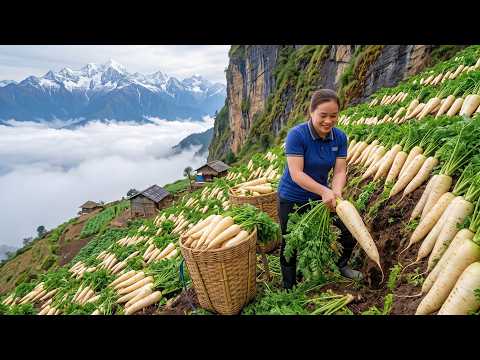 Harvesting 2000 Giant White Carrots And Selling Them At A